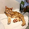 Miller is registered to the contest to win money with this photo: bed, cat, closeup, cozy, domestic_cat, feline, fur, ginger_cat, headboard, houseplant, indoor, paws, pet, relaxed, resting, sleepy, stretching, tabby, whiskers, white_bedding