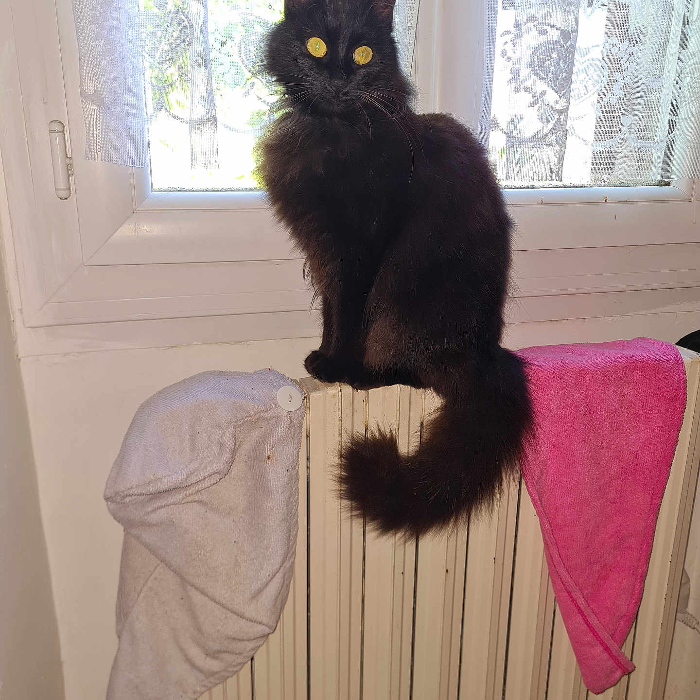 Stella participe au concours pour gagner de l'argent avec cette photo : animal, black_cat, cat, cozy, curtains, domestic_cat, feline, fluffy, household, indoor, lace_curtains, natural_light, pet, pink_towel, radiator, sitting, towel, white_towel, window, yellow_eyes