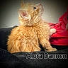 Alorah Dannen joined the competition — help win amazing prizes! animal, closeup, curious, cute, domestic_cat, feline, fluffy, fur, indoor, kitten, orange_cat, pet, red_fabric, resting, side_view, soft_light, text_overlay, vignette, whiskers, young_cat