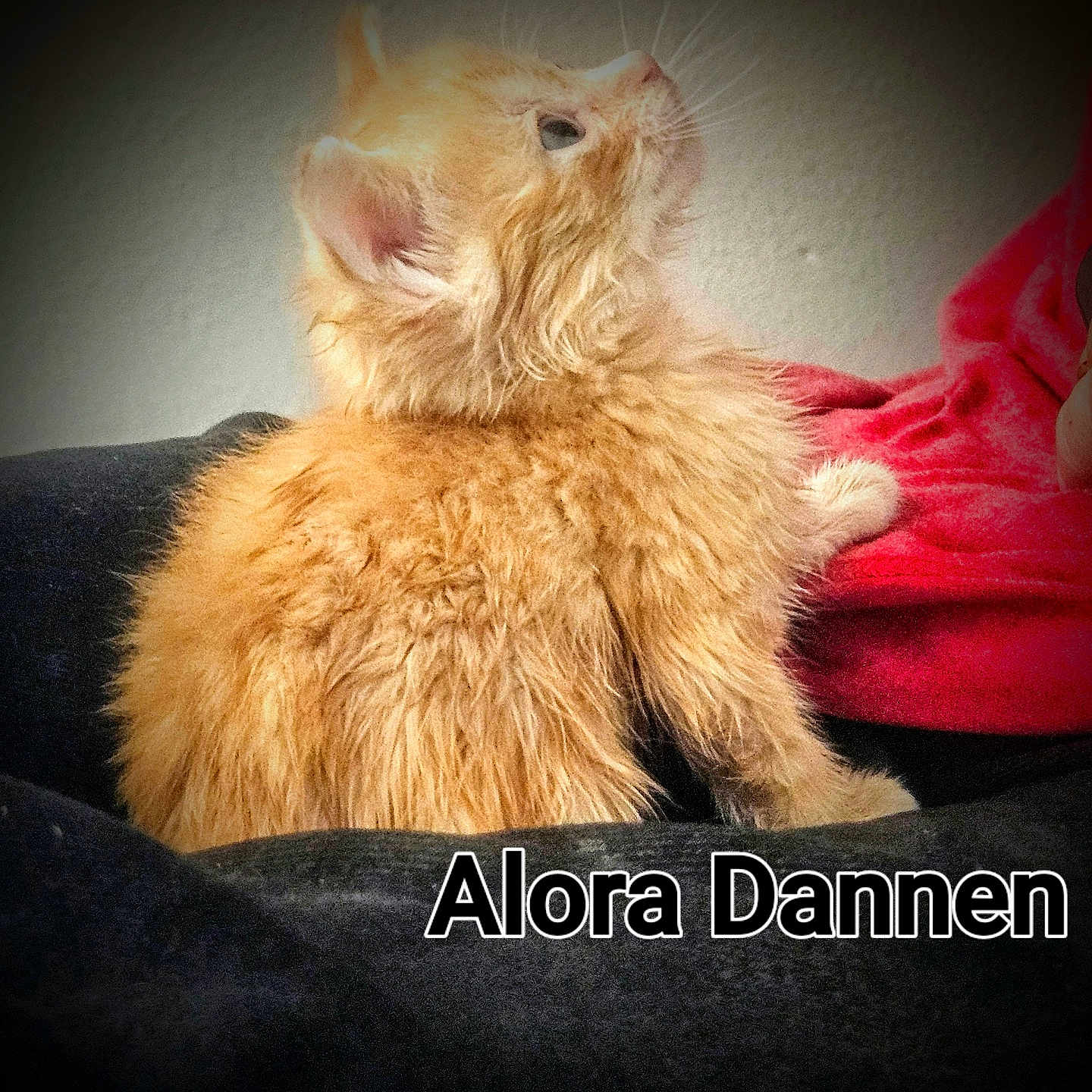 Alorah Dannen joined the competition — help win amazing prizes! animal, closeup, curious, cute, domestic_cat, feline, fluffy, fur, indoor, kitten, orange_cat, pet, red_fabric, resting, side_view, soft_light, text_overlay, vignette, whiskers, young_cat