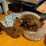 Arabella is registered to the contest to win money with this photo: dog, sleeping, fluffy, blue_dress, star_hair_clip, pillow, wooden_desk, keyboard, can, bottle, clutter, brown_fur, small_dog, indoor, resting, cute, pet, hair_tie, relaxed, accessory