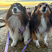 Dixie And Bo is registered to the contest to win money with this photo: dog, shetland_sheepdog, pet, animal, outdoor, sunset, beach, leash, harness, fur, portrait, two_dogs, nature, sky, clouds, rocks, expression, companions, canine, cute