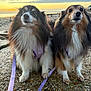 dog, shetland_sheepdog, pet, animal, outdoor, sunset, beach, leash, harness, fur, portrait, two_dogs, nature, sky, clouds, rocks, expression, companions, canine, cute