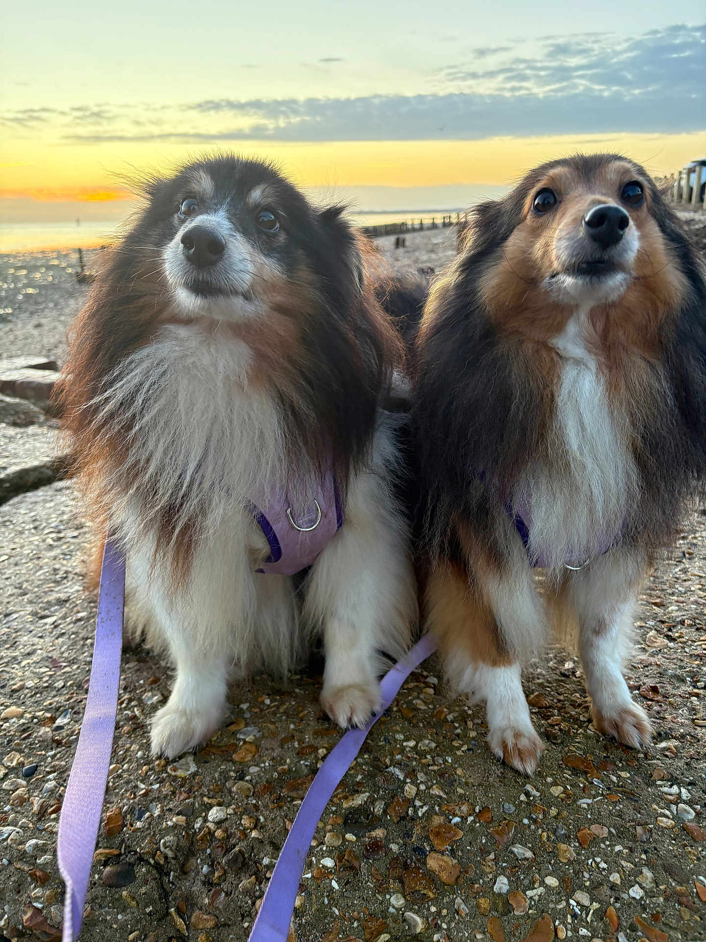 Dixie And Bo is registered to the contest to win money with this photo: dog, shetland_sheepdog, pet, animal, outdoor, sunset, beach, leash, harness, fur, portrait, two_dogs, nature, sky, clouds, rocks, expression, companions, canine, cute