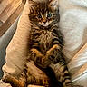 kitten, cat, tabby, fluffy, cute, pet, animal, feline, fur, whiskers, paws, relaxed, indoors, cushion, beige, closeup, resting, wide_eyes, adorable, young