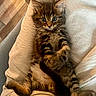 kitten, cat, tabby, fur, cute, pet, animal, cushion, beige, indoor, wide_eyes, whiskers, paws, relaxed, fluffy, close_up, young_cat, feline, resting, adorable