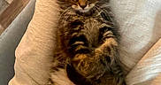 Lya a rejoint le concours — aidez-le/la à gagner de superbes lots ! kitten, cat, tabby, feline, pet, cute, fluffy, animal, indoor, resting, cushion, beige, fur, whiskers, small, young, wide_eyes, curious, paws, relaxed