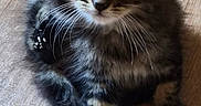 Lia a rejoint le concours — aidez-le/la à gagner de superbes lots ! kitten, cat, tabby, fur, pet, animal, floor, wooden_floor, cute, small, whiskers, ears, tail, sitting, looking_up, indoor, young, adorable, feline, curious