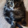 kitten, cat, tabby, fur, pet, animal, floor, wooden_floor, cute, small, whiskers, ears, tail, sitting, looking_up, indoor, young, adorable, feline, curious