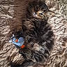 kitten, cat, tabby, plush_toy, toy, rug, fluffy, fur, pet, animal, cute, cozy, indoor, resting, small, young, adorable, soft, relaxed, laying