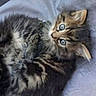 kitten, cat, tabby, fur, blue_eyes, pet, animal, cute, curious, playful, indoor, blanket, soft, resting, young, small, feline, whiskers, ears, cozy