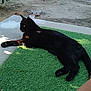black_cat, cat, animal, pet, outdoor, grass, artificial_grass, foot, toes, blue_nail_polish, tattoo, sidewalk, fence, car, tree, sunlight, shadow, relaxing, nature, concrete