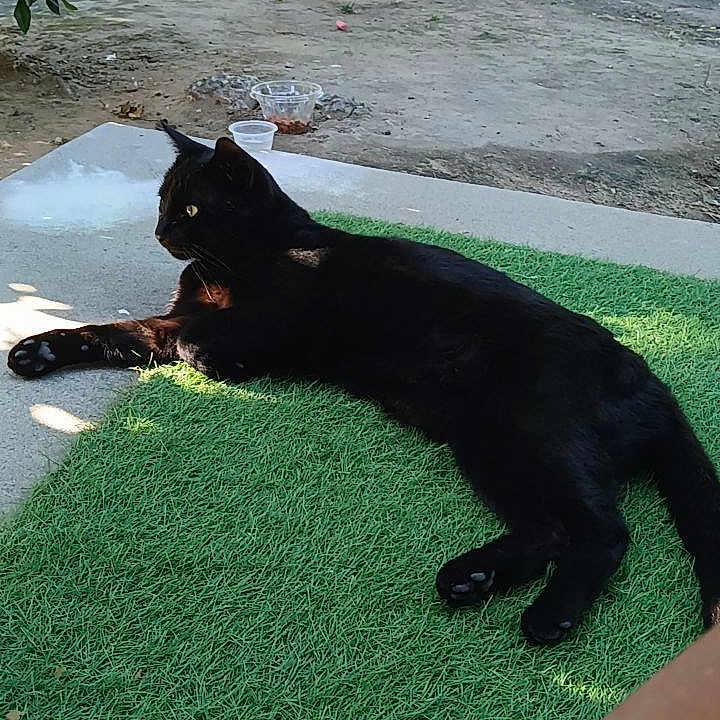 Midnight joined the competition — help win amazing prizes! animal, artificial_grass, black_cat, blue_nail_polish, car, cat, concrete, fence, foot, grass, nature, outdoor, pet, relaxing, shadow, sidewalk, sunlight, tattoo, toes, tree