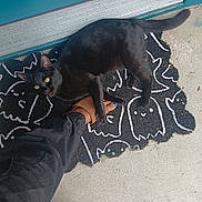 Midnight joined the competition — help win amazing prizes! black_cat, cat, doormat, ghost_pattern, footwear, sandals, blue_nail_polish, teal_door, concrete_floor, outdoor, pet, animal, paw, person, relaxing, casual, shadow, sidewalk, playful, resting