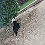 black_cat, cat, outdoor, dirt, bush, nature, animal, pet, leafy, ground, relaxing, wildlife, feline, lonely, resting, daytime, quiet, watching, plant, earth