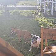 Cesar is registered to the contest to win money with this photo: animal, collar, daytime, dog, fence, garden, grass, greenery, happy, nature, outdoor, panting, pet, plant, playing, sunlight, sunny, two_animals, wooden_furniture, yard