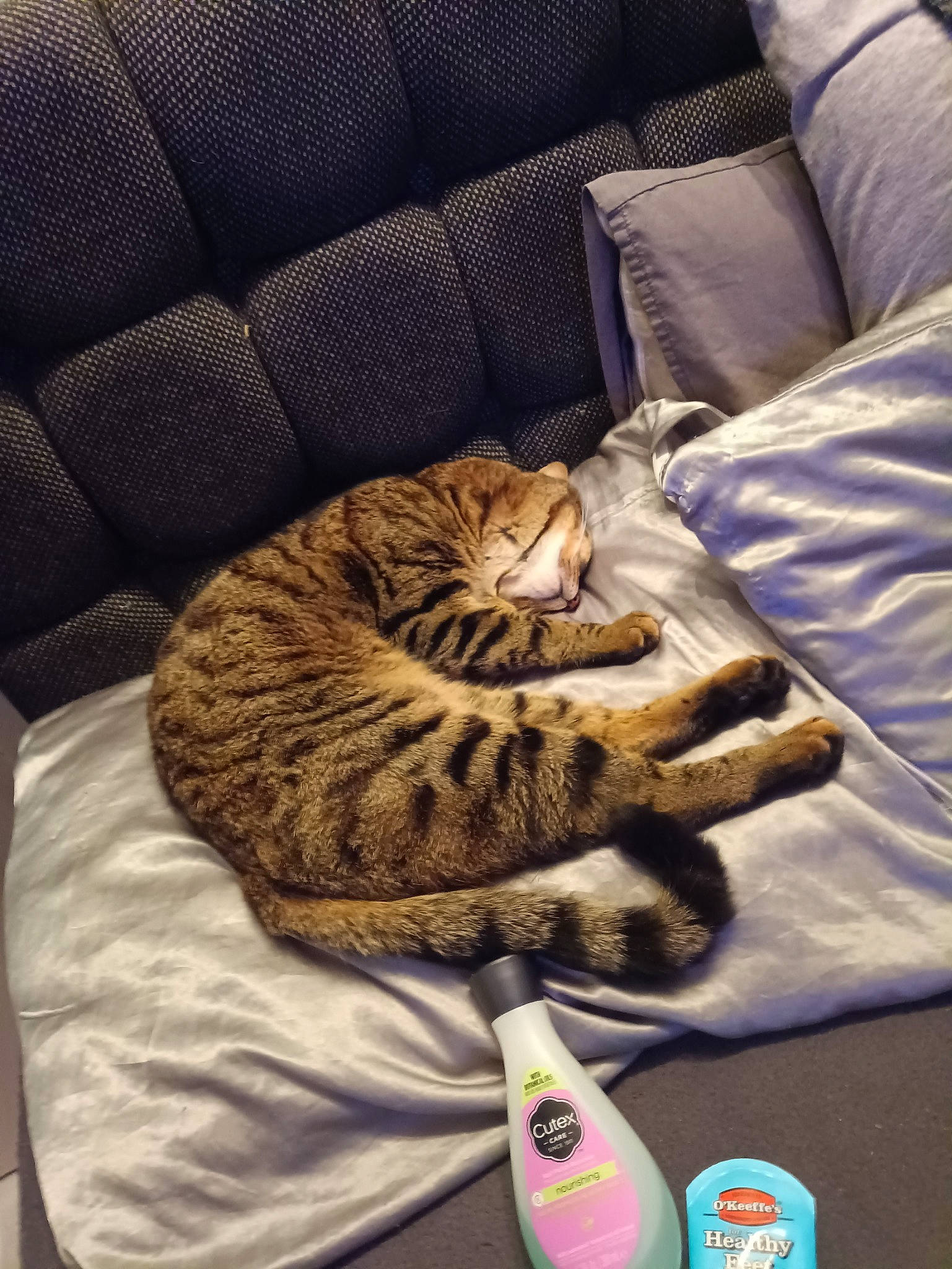 Brutus is registered to the contest to win money with this photo: bedding, carnivore, cat, cat_bed, comfort, couch, domestic_short_haired_cat, felidae, fur, hardwood, linens, nap, room, small_to_medium_sized_cats, tail, terrestrial_animal, textile, whiskers, wood