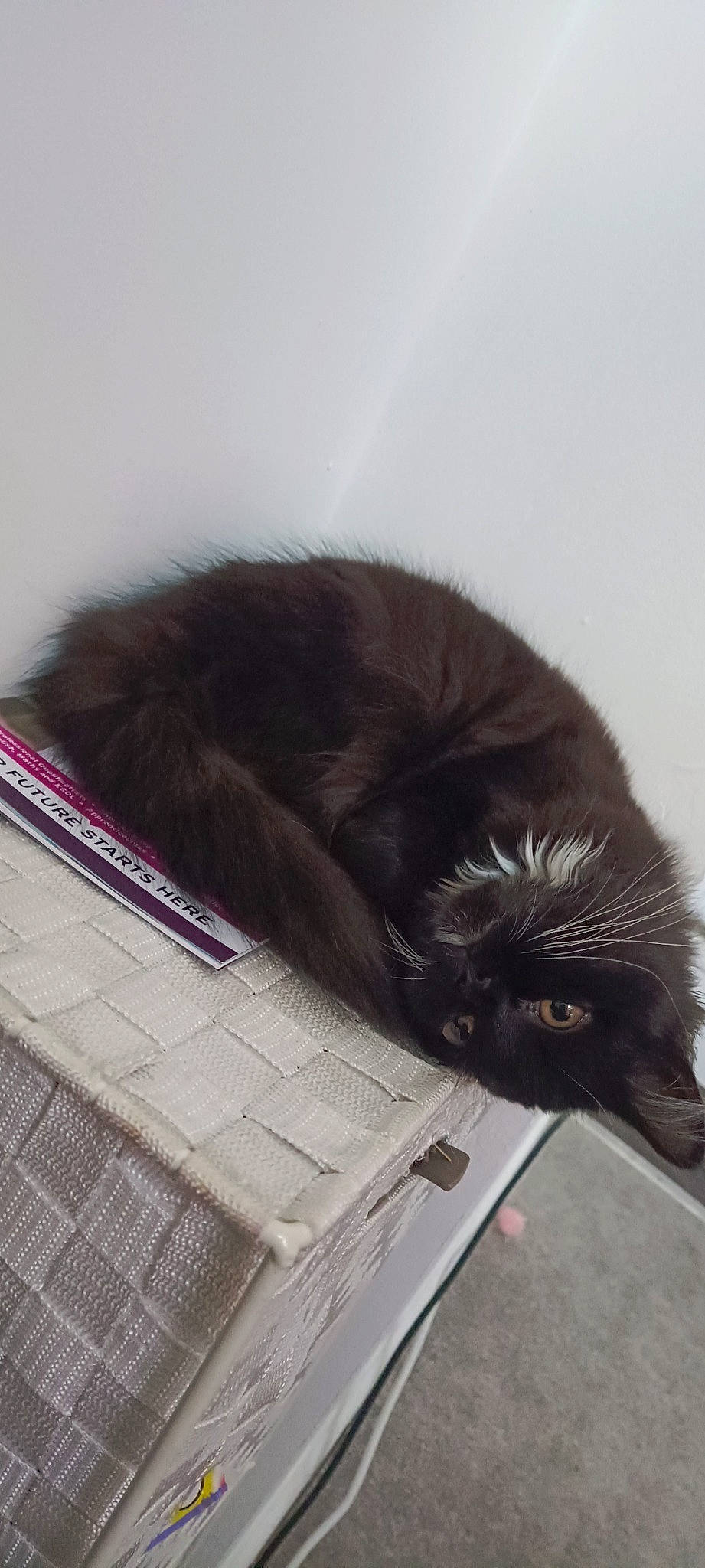 Minx is registered to the contest to win money with this photo: box, canidae, carnivore, cat, claw, comfort, dog_breed, domestic_short_haired_cat, felidae, fur, liver, nap, office_supplies, paw, shipping_box, small_to_medium_sized_cats, snout, sporting_group, tail, whiskers