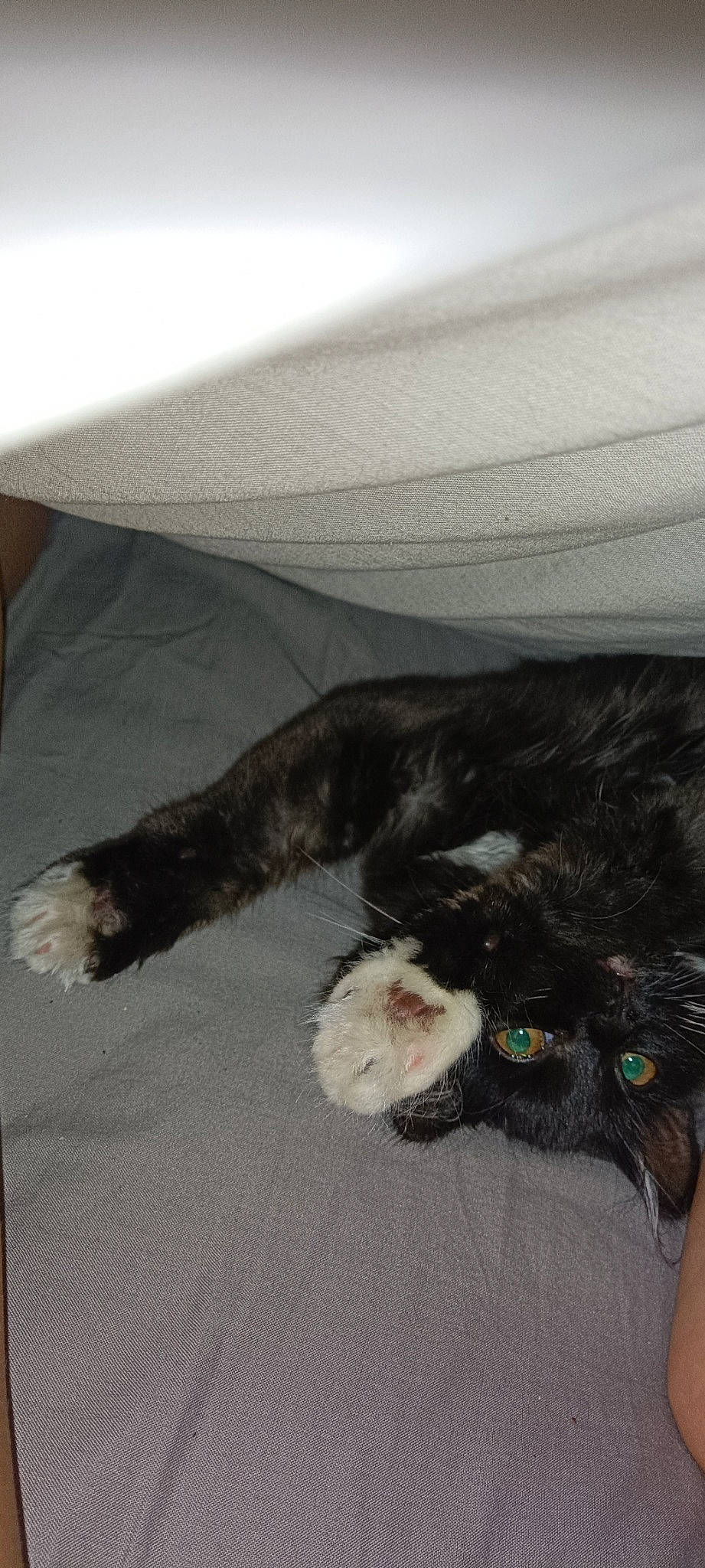 Minx is registered to the contest to win money with this photo: black_cat, canidae, carnivore, cat, claw, comfort, companion_dog, dog_breed, felidae, foot, fur, human_leg, nap, paw, small_to_medium_sized_cats, sporting_group, tail, terrestrial_animal, whiskers