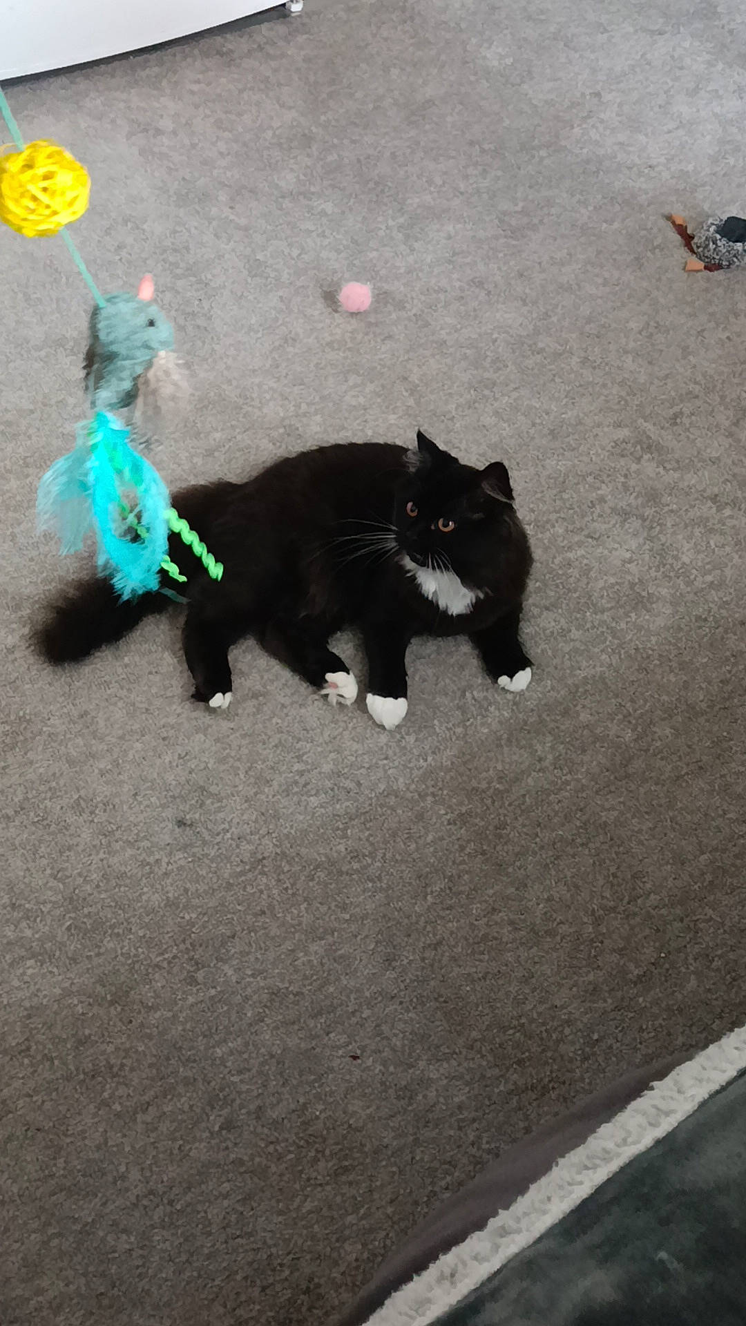 Minx is registered to the contest to win money with this photo: asphalt, black_cat, carnivore, cat, dog_breed, electric_blue, felidae, fur, grey, paw, road, road_surface, shadow, sidewalk, small_to_medium_sized_cats, snout, tail, tar, tints_and_shades, whiskers