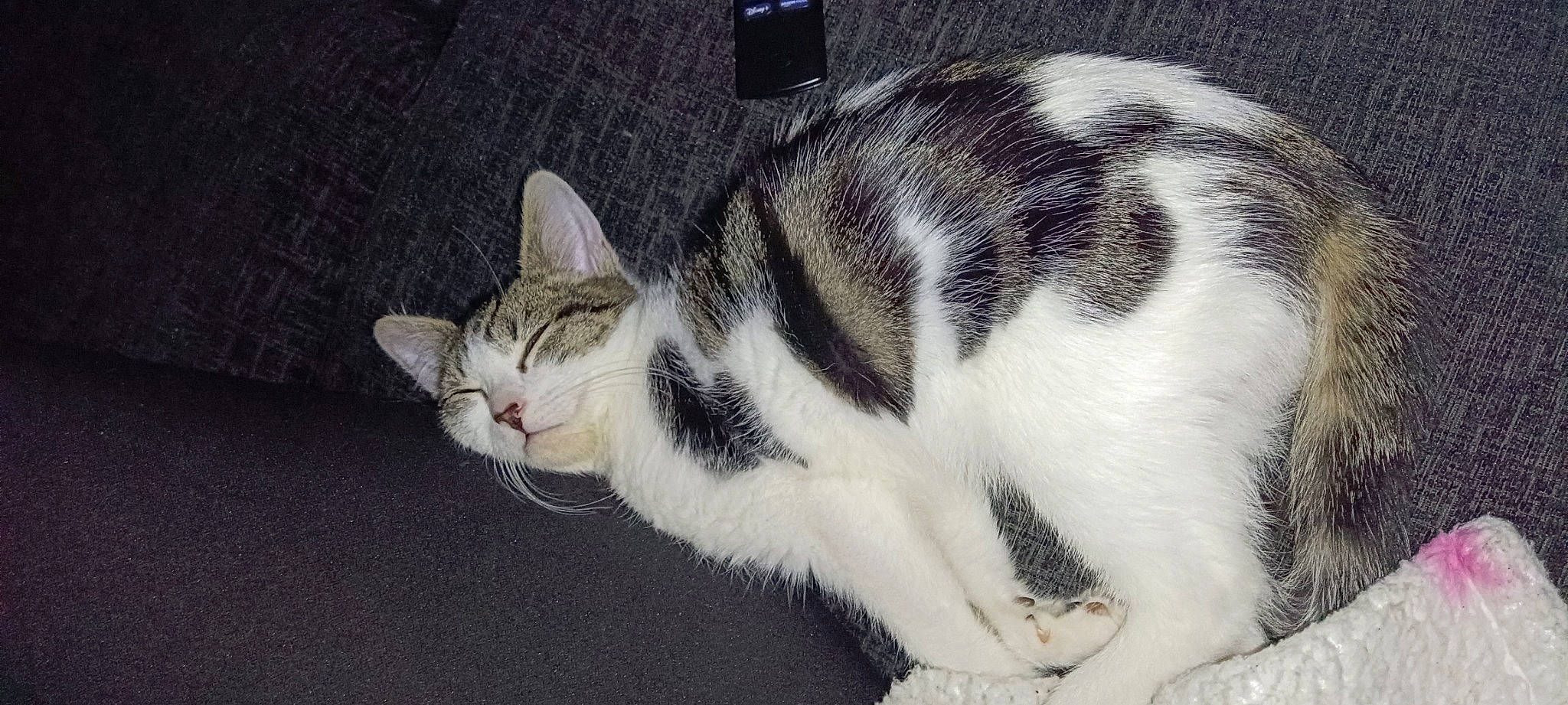 Cookie joined the competition — help win amazing prizes! carnivore, cat, domestic_short_haired_cat, felidae, fur, paw, small_to_medium_sized_cats, snout, tail, terrestrial_animal, whiskers, window