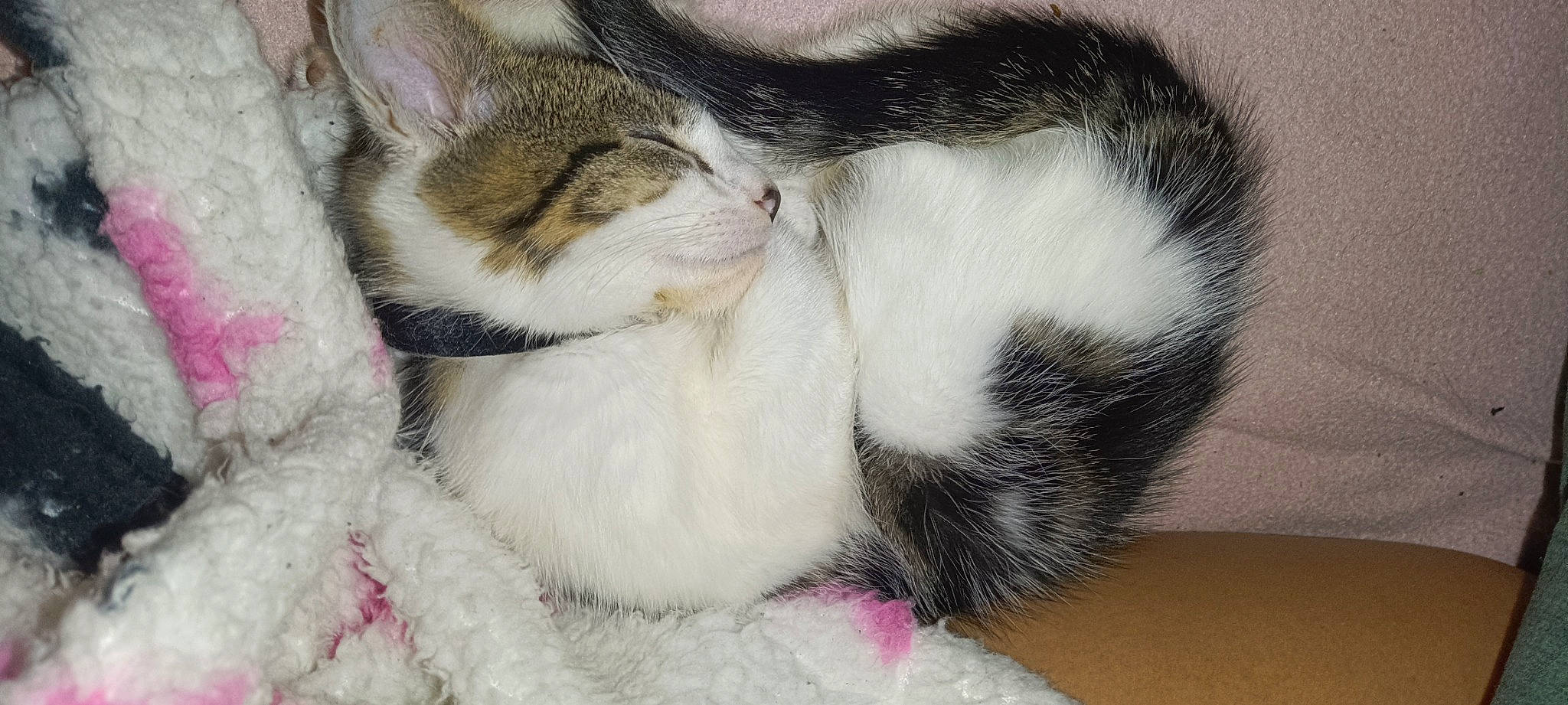 Cookie is registered to the contest to win money with this photo: art, carnivore, cat, claw, comfort, domestic_short_haired_cat, felidae, foot, fur, nap, paw, sleep, small_to_medium_sized_cats, snout, tail, whiskers, wool