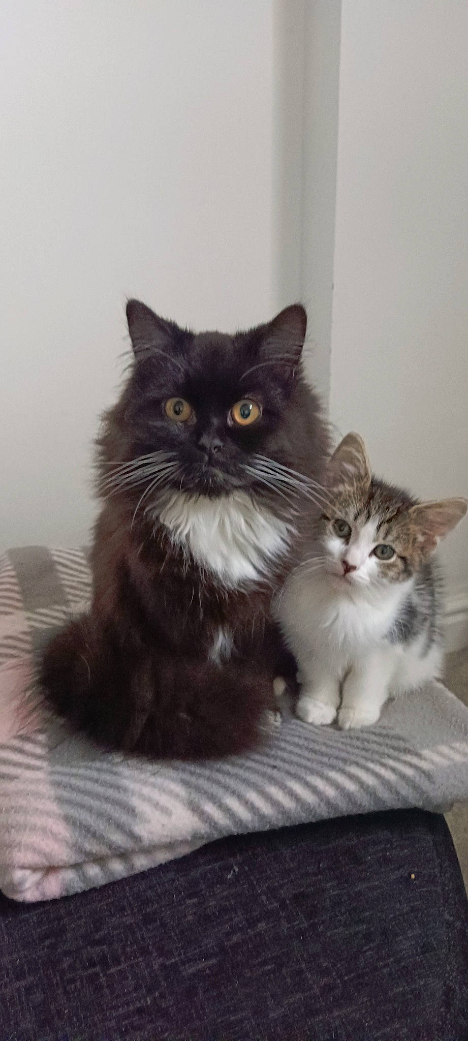 Cookie is registered to the contest to win money with this photo: black_cat, box, carnivore, cat, claw, domestic_short_haired_cat, felidae, fur, grey, monochrome_photography, paw, sitting, small_to_medium_sized_cats, snout, tail, whiskers, window