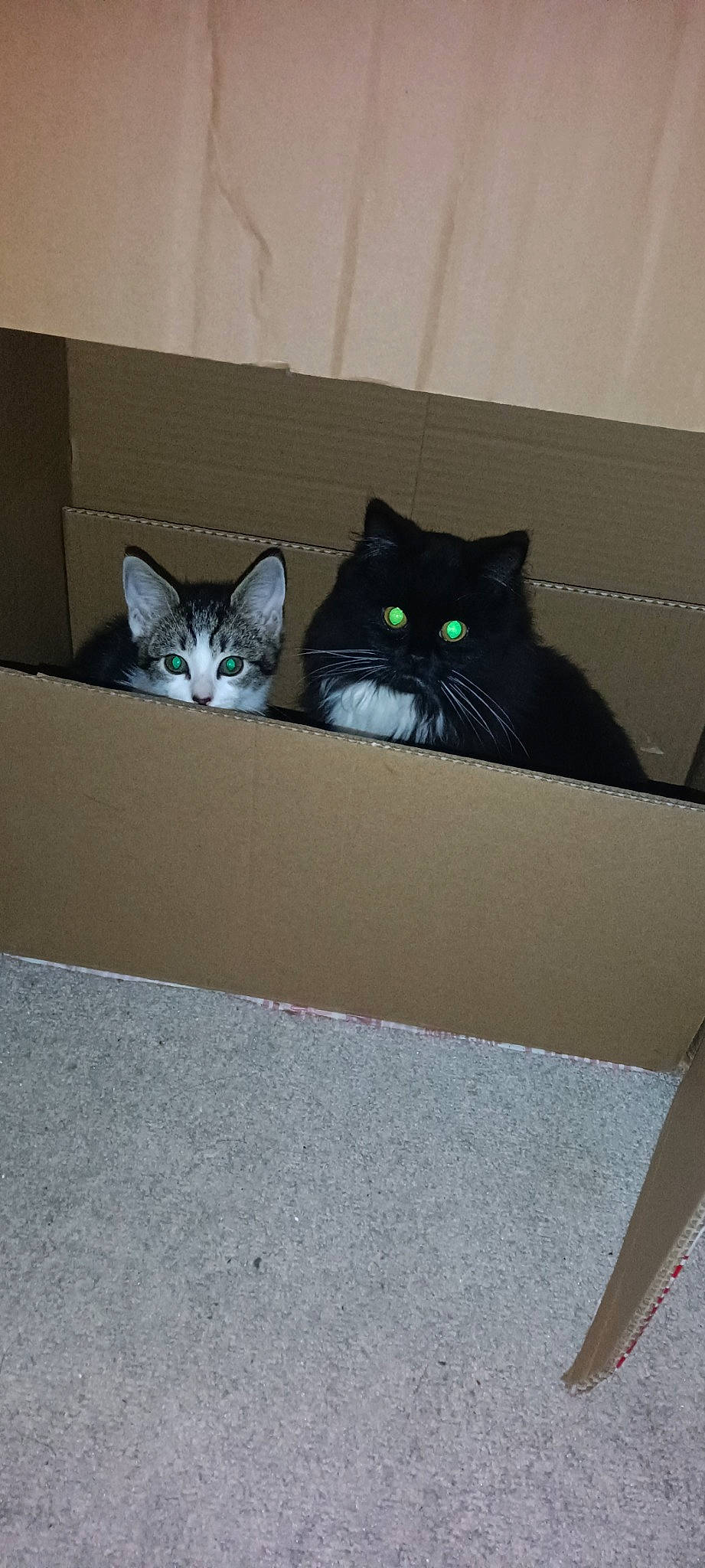 Cookie is registered to the contest to win money with this photo: box, carnivore, cat, ceiling, domestic_short_haired_cat, electric_blue, felidae, flooring, grey, hardwood, home_accessories, pattern, paw, rectangle, room, small_to_medium_sized_cats, stairs, tail, whiskers, wood