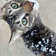 Ollie joined the competition — help win amazing prizes! cat, tabby, green_eyes, snow, outdoor, whiskers, fur, closeup, animal, pet, winter, curious, looking_up, nature, mammal, cute, portrait, feline, texture, background