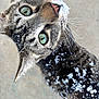 cat, tabby, green_eyes, snow, outdoor, whiskers, fur, closeup, animal, pet, winter, curious, looking_up, nature, mammal, cute, portrait, feline, texture, background