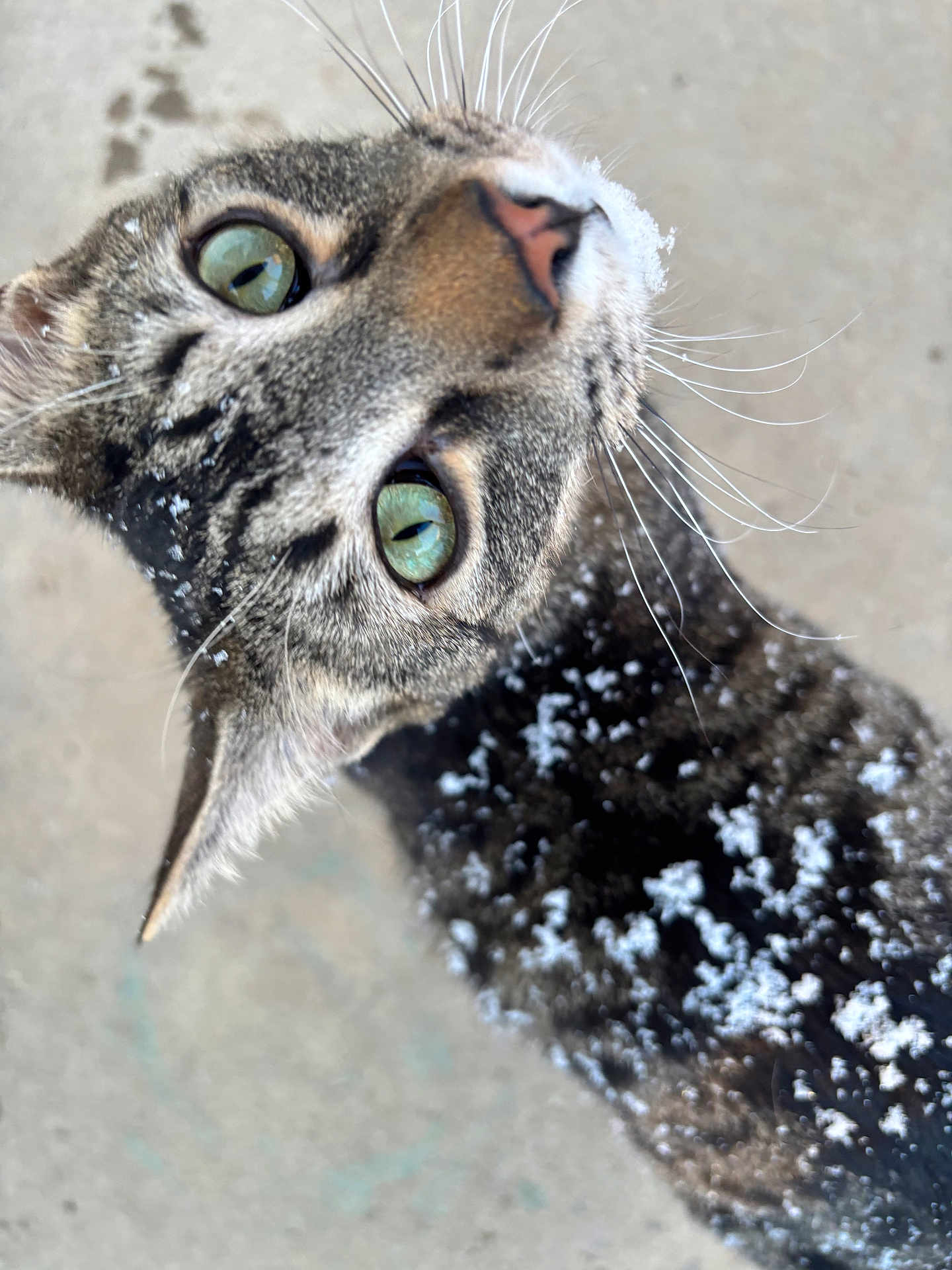 Ollie joined the competition — help win amazing prizes! cat, tabby, green_eyes, snow, outdoor, whiskers, fur, closeup, animal, pet, winter, curious, looking_up, nature, mammal, cute, portrait, feline, texture, background