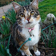 Chanel a rejoint le concours — aidez-le/la à gagner de superbes lots ! aegean_cat, american_wirehair, asian, carnivore, cat, domestic_short_haired_cat, european_shorthair, fawn, felidae, garden, german_rex, grass, kitten, ojos_azules, plant, small_to_medium_sized_cats, tabby_cat, tree, whiskers, wild_cat