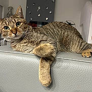 Toby joined the competition — help win amazing prizes! animal, cat, closeup, couch, curious, ears, fur, furniture, home, indoor, leather, looking, modern, paw, pet, portrait, relaxed, stairs, tabby, whiskers