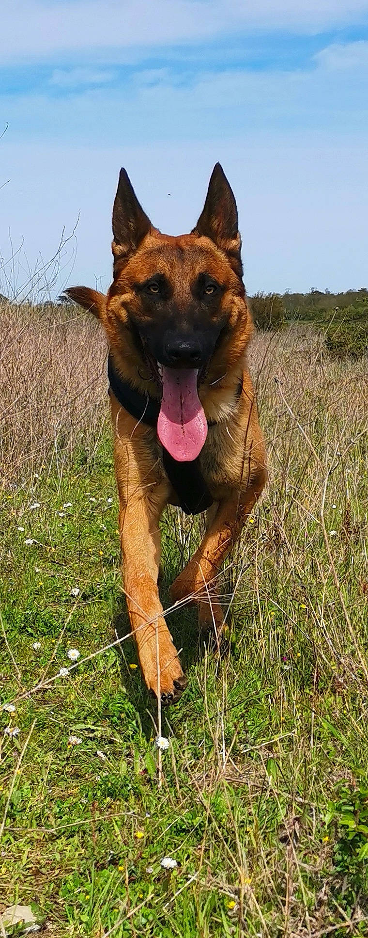 Sanka participe au concours pour gagner de l'argent avec cette photo : biting, canidae, carnivore, collar, companion_dog, dog, dog_breed, fawn, grass, grassland, herding_dog, liver, old_german_shepherd_dog, plant, sky, snout, sporting_group, terrestrial_animal, wildlife, working_animal