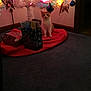 Samantha Jo is registered to the contest to win money with this photo: butterfly, carpet, cat, christmas_tree, curious, decorations, doorway, festive, gift_bags, holiday, home, indoor, lights, orange_cat, ornaments, red_tree_skirt, sitting, wall, white_cat, wrapped_presents