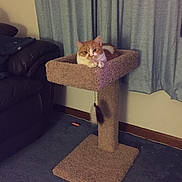 Samantha Jo is registered to the contest to win money with this photo: animal, carpet, carpeted, cat, cat_tree, cozy, curtains, cute, domestic_cat, furniture, home, indoor, living_room, orange_cat, pet, relaxed, resting, tabby, toy, window
