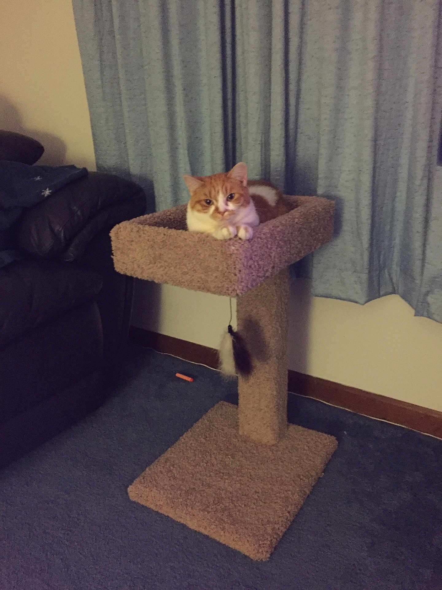 Samantha Jo is registered to the contest to win money with this photo: animal, carpet, carpeted, cat, cat_tree, cozy, curtains, cute, domestic_cat, furniture, home, indoor, living_room, orange_cat, pet, relaxed, resting, tabby, toy, window