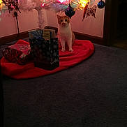 Samantha Jo is registered to the contest to win money with this photo: butterfly, carpet, cat, christmas_tree, curious, decorations, doorway, festive, gift_bags, holiday, home, indoor, lights, orange_cat, ornaments, red_tree_skirt, sitting, wall, white_cat, wrapped_presents