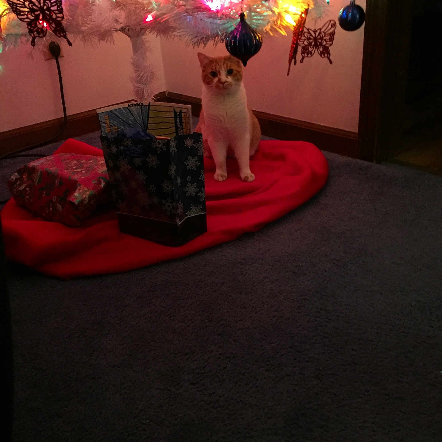 Samantha Jo is registered to the contest to win money with this photo: butterfly, carpet, cat, christmas_tree, curious, decorations, doorway, festive, gift_bags, holiday, home, indoor, lights, orange_cat, ornaments, red_tree_skirt, sitting, wall, white_cat, wrapped_presents