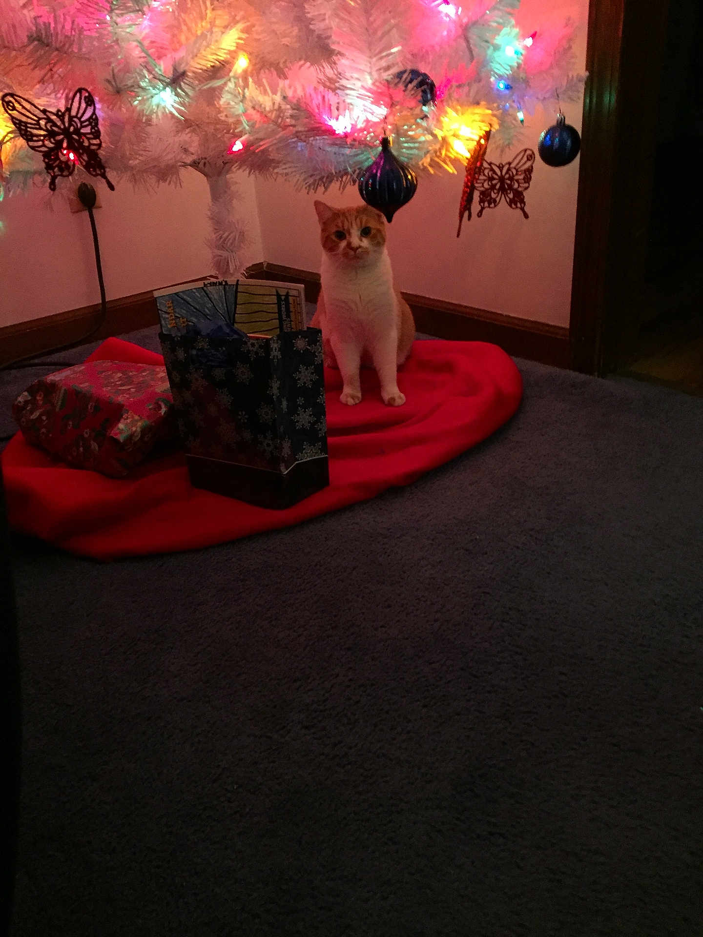 Samantha Jo is registered to the contest to win money with this photo: butterfly, carpet, cat, christmas_tree, curious, decorations, doorway, festive, gift_bags, holiday, home, indoor, lights, orange_cat, ornaments, red_tree_skirt, sitting, wall, white_cat, wrapped_presents