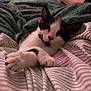 Luna joined the competition — help win amazing prizes! cat, sleeping, black_and_white, paw, bed, striped_bedspread, cozy, indoor, fur, pet, cute, relaxing, whiskers, nap, closeup, animal, mammal, comfort, rest, soft