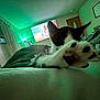 Luna is registered to the contest to win money with this photo: cat, paw, bed, blanket, lamp, television, room, window, curtain, door, furniture, indoor, pet, animal, cozy, night, green_light, stretching, soft_lighting, home