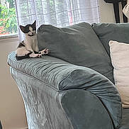 Luna is registered to the contest to win money with this photo: kitten, cat, couch, armrest, indoor, window, curtain, home, pet, furniture, relaxing, black_and_white, small_animal, cozy, living_room, domestic, cute, sitting, soft, natural_light