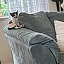 kitten, cat, couch, armrest, indoor, window, curtain, home, pet, furniture, relaxing, black_and_white, small_animal, cozy, living_room, domestic, cute, sitting, soft, natural_light