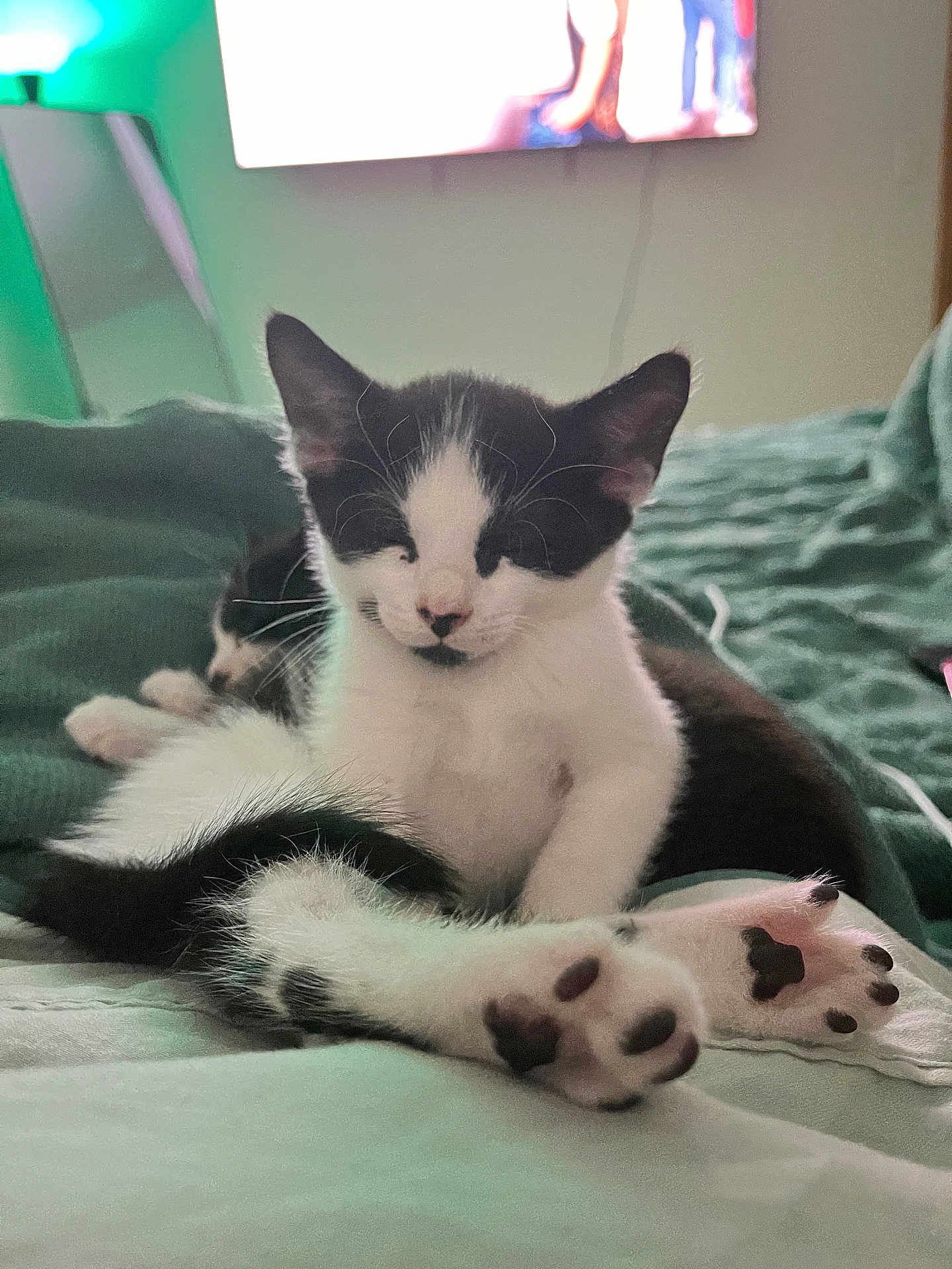 Luna joined the competition — help win amazing prizes! kitten, cat, black_and_white, sleepy, paws, cute, pet, indoor, blanket, resting, fur, animal, cozy, closeup, young, soft, domestic, mammal, lying_down, bed
