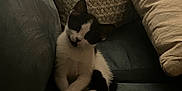 Luna is registered to the contest to win money with this photo: cat, kitten, black_and_white, couch, pillows, cozy, indoor, pet, fur, relaxed, cute, small, sitting, feline, domestic_animal, home, comfort, animal, resting, soft
