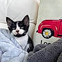 Rue joined the competition — help win amazing prizes! kitten, cat, black_and_white, blanket, cushion, pillow, red_car, daisy, flower, soft, cozy, indoor, pet, fur, cute, small, animal, resting, furniture, closeup