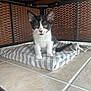 Rue joined the competition — help win amazing prizes! kitten, cat, black_and_white, striped_cloth, tile_floor, indoor, curious, small, young, pet, feline, whiskers, ears, tail, floor, woven_furniture, close_up, sitting, looking, animal