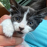 Rue joined the competition — help win amazing prizes! kitten, cat, animal, pet, close_up, black_and_white, whiskers, paw, hand, person, blue_clothing, car_interior, window, greenery, nature, cute, young, fur, indoor, face