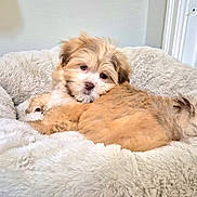 Dusty is registered to the contest to win money with this photo: puppy, dog, pet, cute, fluffy, bed, cozy, indoor, animal, fur, resting, comfort, canine, adorable, young, soft, light, home, relaxed, sleepy